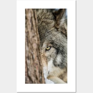 Timber Wolf - Closeup Posters and Art